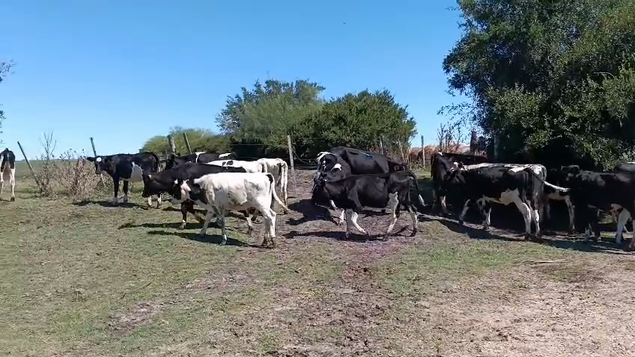 Lote 26 Terneros a remate en Pantalla Camy - Aniversario 31 Años, San José