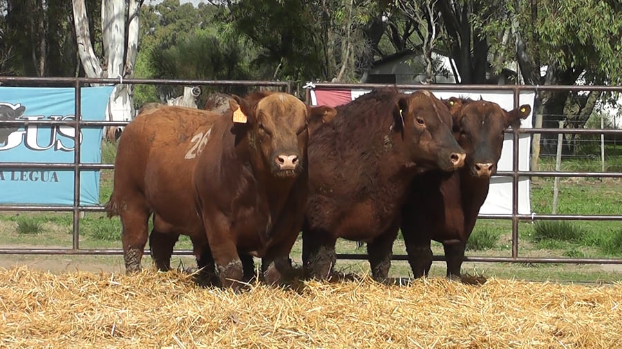 Lote TOROS ANGUS COLORADOS PC