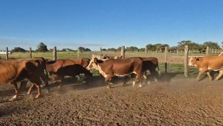 Lote 35 Vaquillonas C/ gtia de preñez