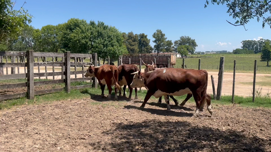 Lote 4 Vacas de Invernada