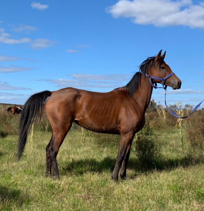 Lote HDT PRINCESA VALK