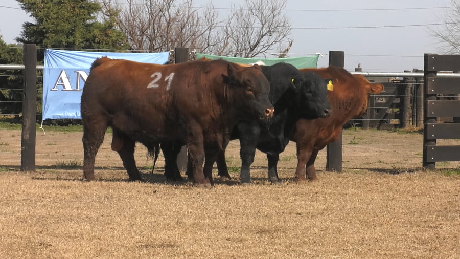 Lote TOROS ANGUS PUROS CONTROLADOS