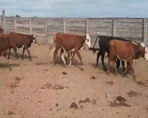 Lote 110 Terneros/as en Tintina, Santiago del Estero