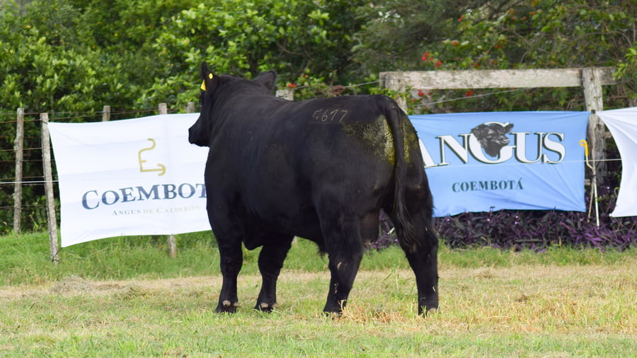 Lote CABAÑA COEMBOTÁ: RP 617