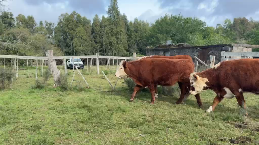 Lote NOVILLOS 2 A 3 AÑOS