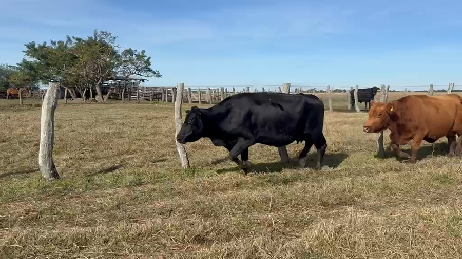Lote 36 Vacas de invernar