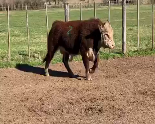 Lote 1 Toros reproductor en Castelli, Buenos Aires