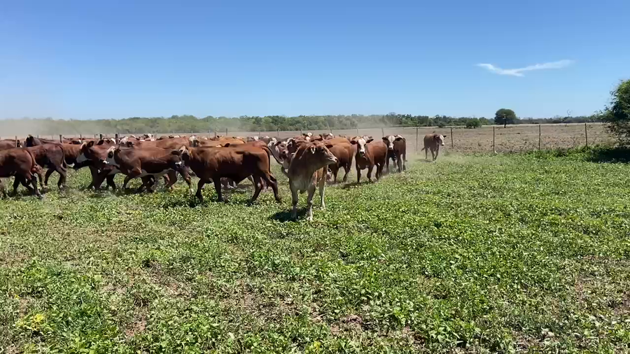 Lote 85 Novillitos en Ibarreta, Formosa