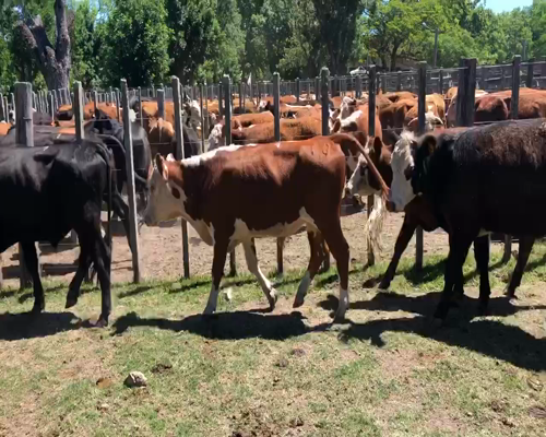 Lote 21 Novillos en Cerro Largo, Cerro Largo