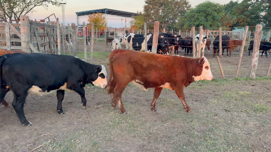 Lote 9 Terneras Cruza en La Lucila, Santa Fe
