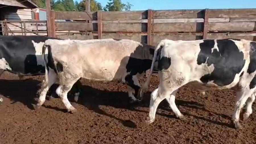 Lote 20 Novillo Gordo en Los Ángeles, VIII Región Biobío