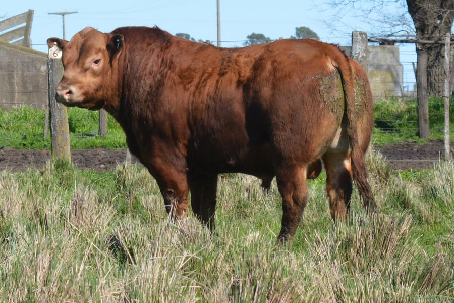 Lote Toros PC