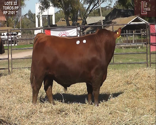 Lote TOROS  A. ANGUS PUROS DE PEDIGREE