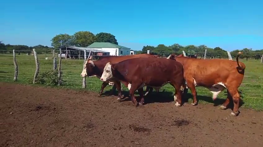 Lote 4 Novillos en Corrientes, Curuzú-Cuatiá