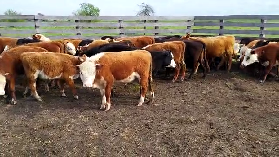 Lote 45 Terneros/as en Entre Ríos, Concepción del Uruguay