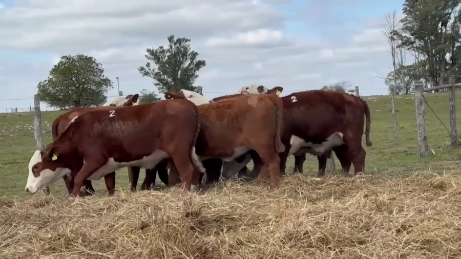 Lote 10 vaquillas Braford BO  para madres de "Olazul S.A."