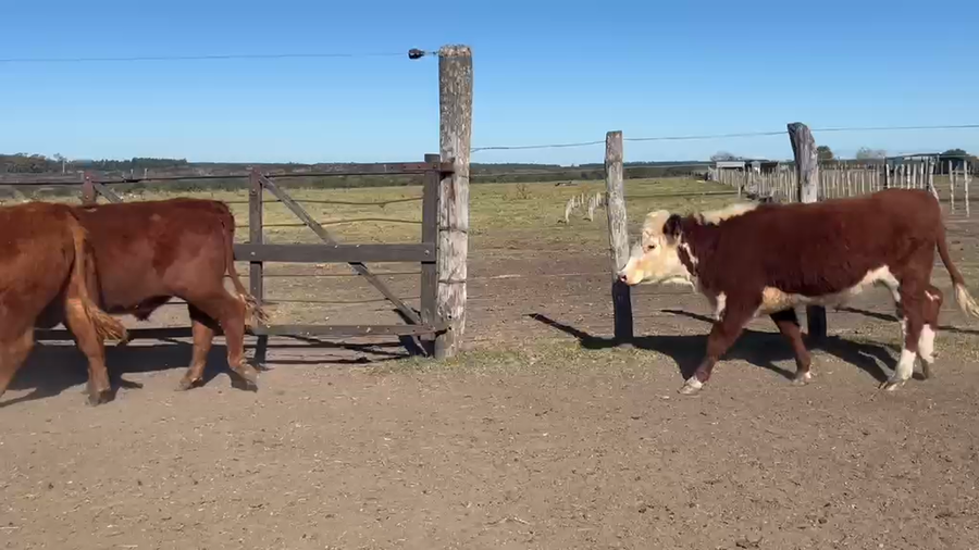 Lote 43 Novillitos en Entre Ríos, Chajarí