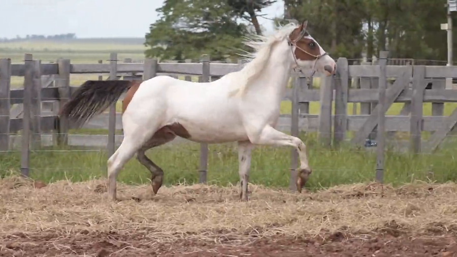 Lote Macho entero 2 años