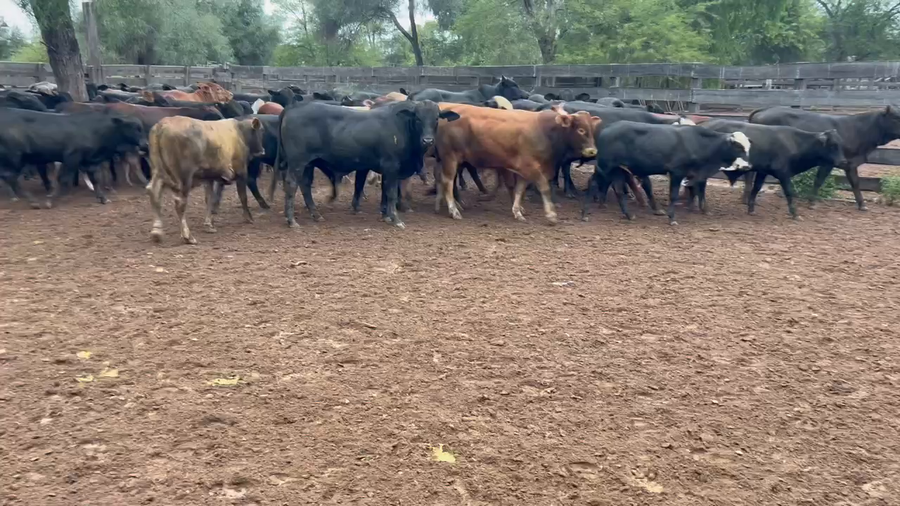 Lote 94 Terneros/as en Juan José Castelli, Chaco