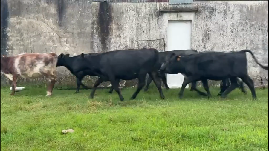 Lote VAQUILLONAS 1 a 2 AÑOS