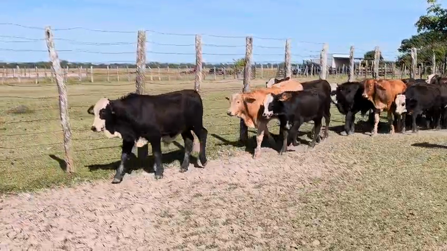 Lote 55 Terneros en Corrientes, San Luis del Palmar