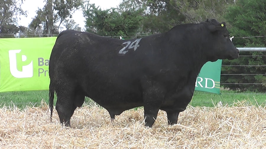 Lote TOROS ANGUS PUROS CONTROLADOS