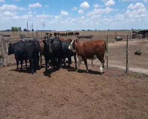 Lote (Vendido)9 Vaquillonas a remate en Primer Remate Virtual, Córdoba