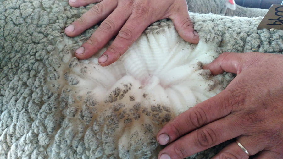 Lote 3 borregos pedigree 2dts planteleros