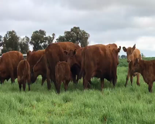 Lote VACAS CON CRIA (CORRAL 58)