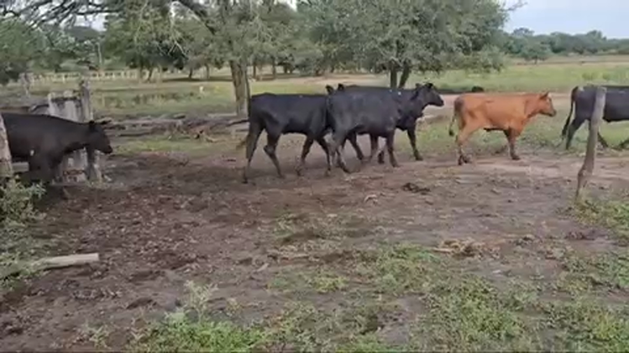Lote 45 Vaquillonas en Pirané, Formosa