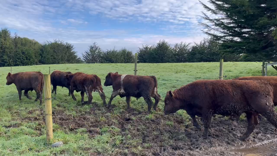 Lote 22 Ternero en Ancud, X Región Los Lagos