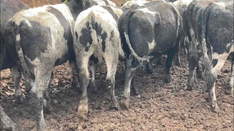 Lote 40 Novillo Gordo en Melipilla, Región Metropolitana