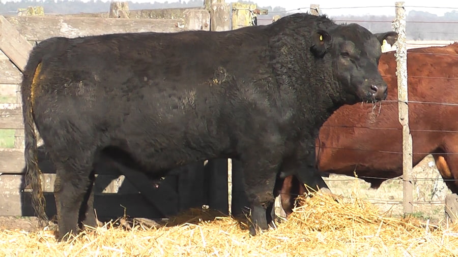 Lote TOROS PUROS POR CRUZA