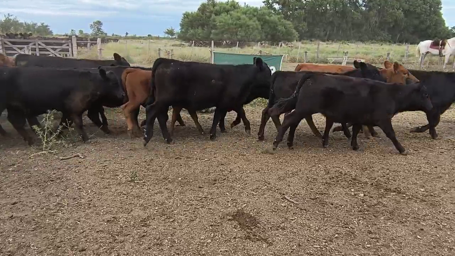 Lote 120 Terneros/as en Villarino