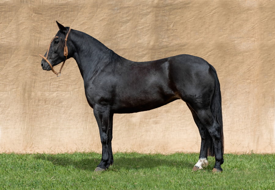 Lote TEKOREI CHAIRA RP 61