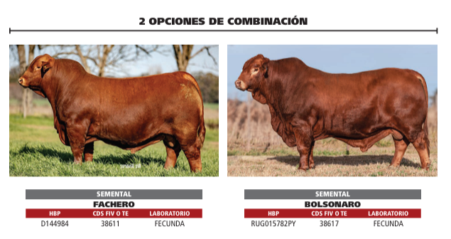 Lote LOTE 3