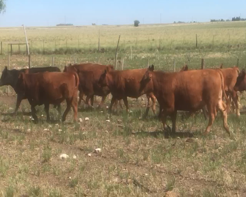 Lote 58 Novillitos y vaquillonas en Cabildo, Buenos Aires