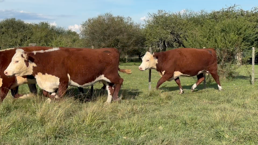 Lote 28 Vacas nuevas Preñadas en Corrientes, Curuzu Cuatia