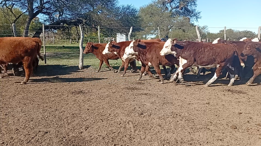 Lote 100 Terneros