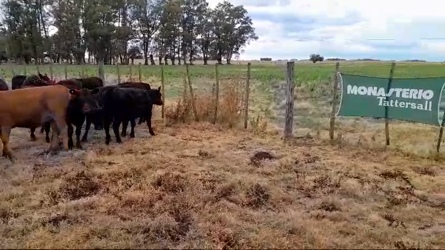 Lote 15 Terneras en Buenos Aires, arboledas