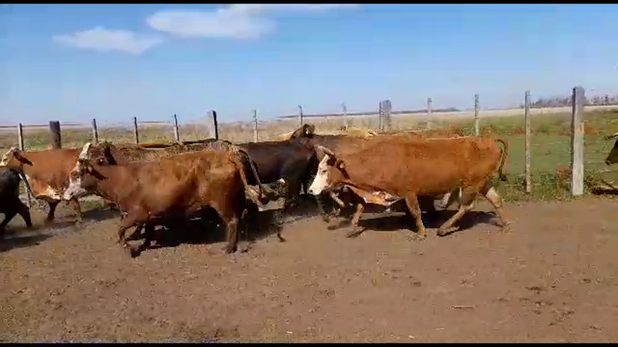 Lote 35 Vacas de invernar en Virasoro, Corrientes