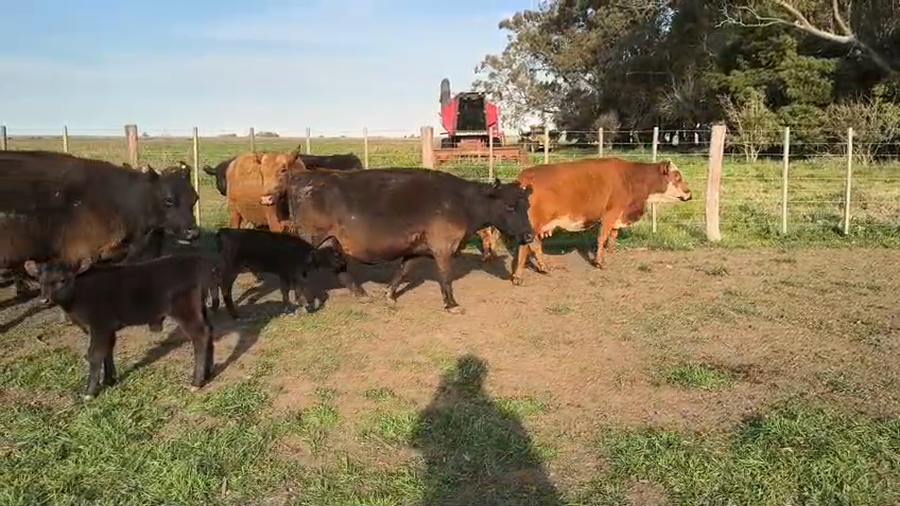 Lote 65 Terneros A TÉRMINO en Pehuajó