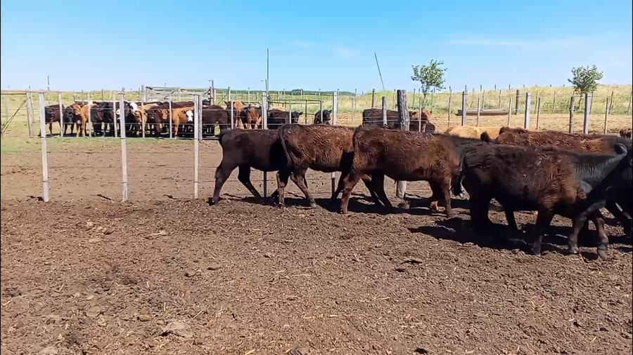 Lote 55 Terneros/as en Salazar