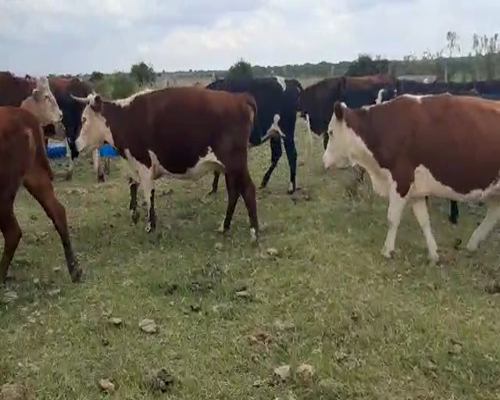 Lote 13 Vaquillonas Vacas Preñadas HEREFORD ANGUS Y CRUZAS a remate en Pantalla Camy 400kg - , San José