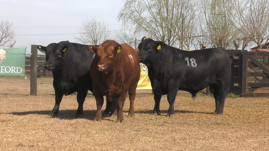 Lote TOROS ANGUS PUROS CONTROLADOS
