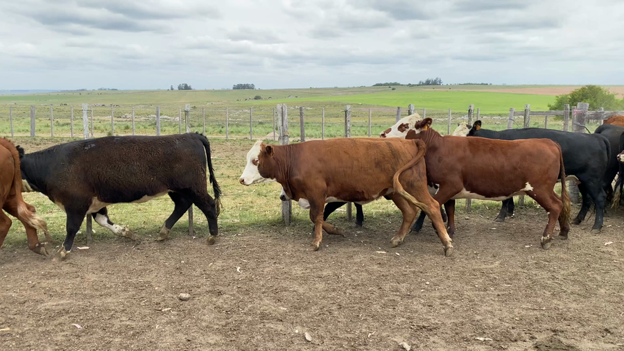 Lote 51 Vaquillonas 1 a 2 años en Palermo, Florida