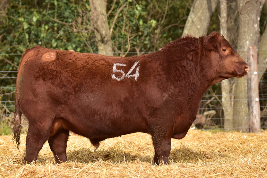 Lote TOROS ANGUS PC