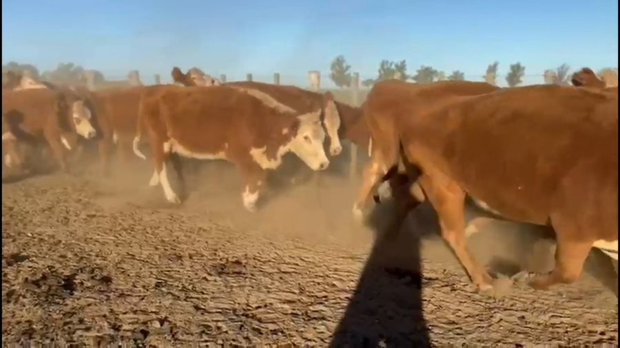 Lote Estancia Los Molles - Escritorio Dutra