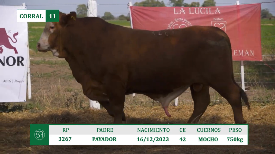 Lote TOROS BRAFORD A VENTA EN HERSILIA 2026