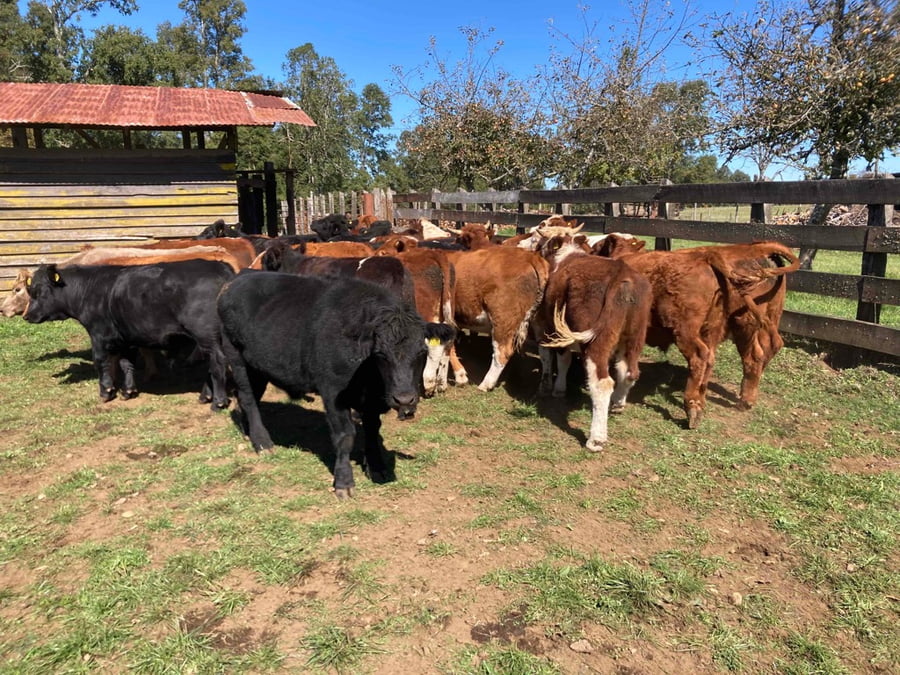 Lote 30 Novillo Engorda en Frutillar, X Región Los Lagos